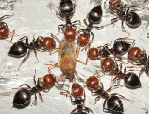 Top 5 Pest Control Problems in Sacramento During Spring & Summer