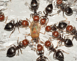 Ant infestations in Folsom and Gold River