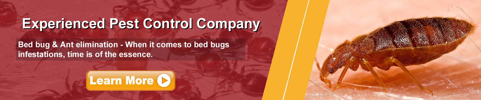 Ants and Bed Bugs
