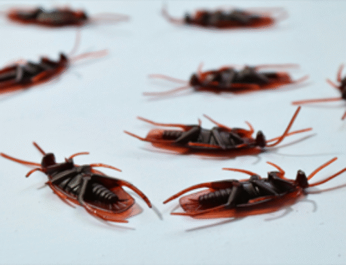 Why Are There So Many Cockroaches in Sacramento in June?