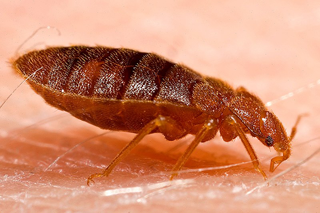 Bed bugs Folsom Gold River